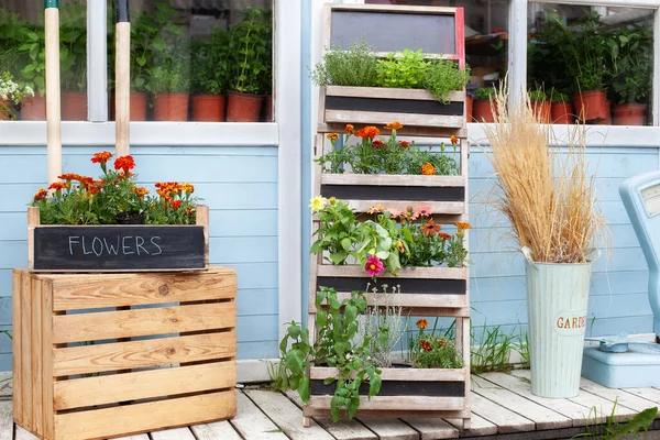 Flower shop. Summer decor veranda house. Growing potted house plants. Exterior wooden porch of house with green plants, herbs and flowers in box. Blooming orange Tagetes flowers in pot on veranda.