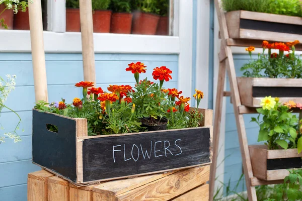 Massor Blommor Trälådan Gatan Nära Blomsteraffär Blommande Orange Tagetes Blommor — Stockfoto