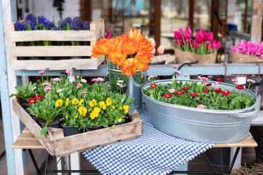 Seedling bitkileri. Terasta açık bir çiçekçide satılık çiçek buketiyle bir masa. Ev konseptinde bahçıvanlık hobisi. Bahar çiçekleriyle ve saksılarda çiçek açan çiçeklerle vitrinler..