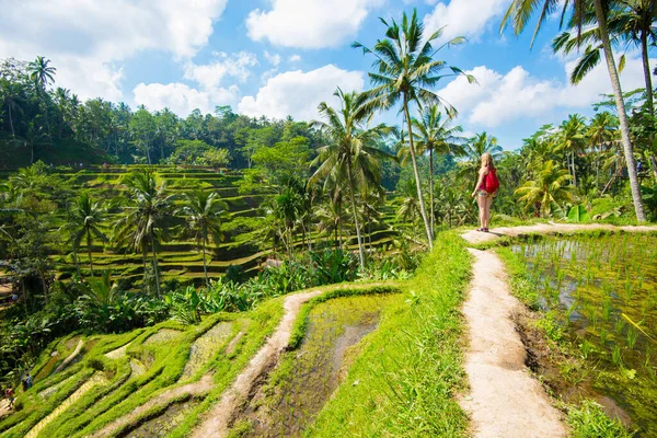 Ubud, Bali, Endonezya 'da Tegalalang Pirinç Terasları