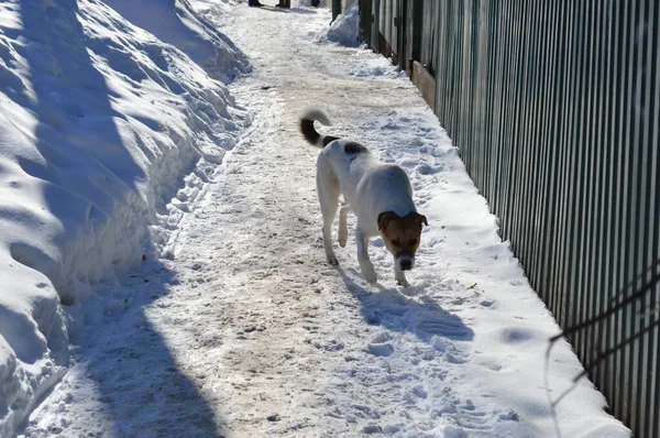 Rusya, Kostroma, Pyatnitskaya Caddesi 'ndeki beyaz köpek.