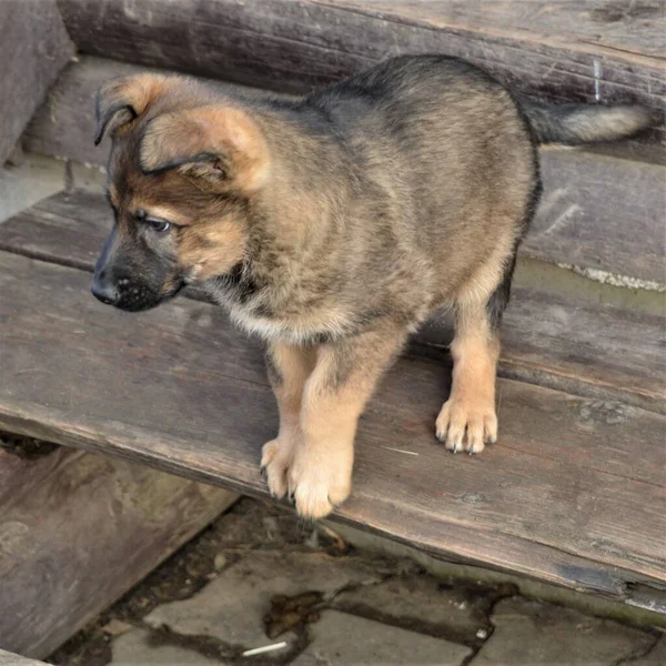 Kahverengi bir melez köpek yavrusu tahta bir verandada duruyor.