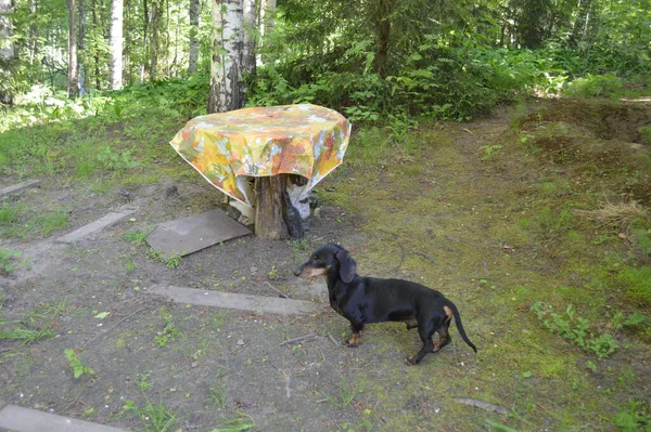 Perro Negro Dachshund Está Suelo Cerca Mesa — Foto de Stock