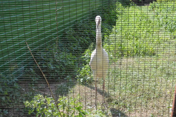 Rusya, Ryazan bölgesi, Brykin Bor, kuşhanede beyaz turna