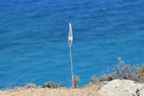 Greece Rhodes Island Rhodes City Flower Rock — Stock Photo, Image