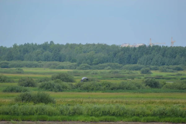 Rusia Región Novgorod Garza Vuela Sobre Suelo — Foto de Stock