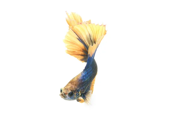 Närbild Siamese Kämpar Fisk Betta Splendens Halvmåne Blå Och Gul — Stockfoto