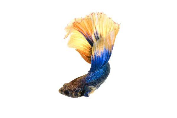 Närbild Siamese Kämpar Fisk Betta Splendens Halvmåne Blå Och Gul — Stockfoto