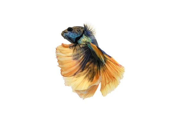암과의 물고기 파란스 Halfmoon Blue Yellow Dragon Betta 바탕에 고립되어 — 스톡 사진