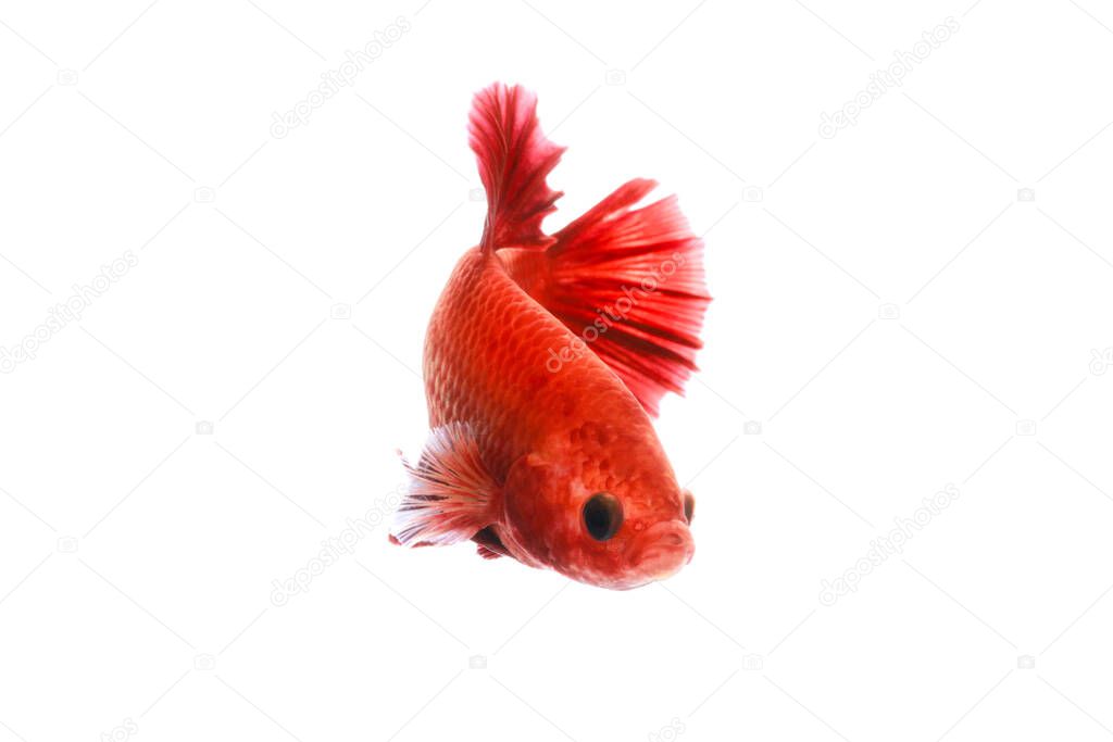 Red beautiful Siamese fighting fish short tail and fin swimming (Halfmoon red dragon betta ) isolated on white background. action fish splendens.