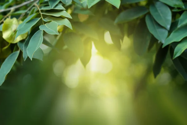 Foglie Verdi Naturali Bokeh Con Luce Del Sole Sfondo Verde — Foto Stock