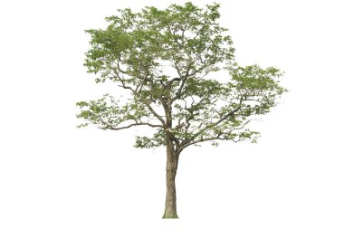 Kesme ağacı, montaj için hammadde olarak kullanılıyor. Beyaz zemin üzerinde güzel yeşil yaprak döken ağaç izole edildi. Reklam medyası için prefabrik ağaç kesimleri.