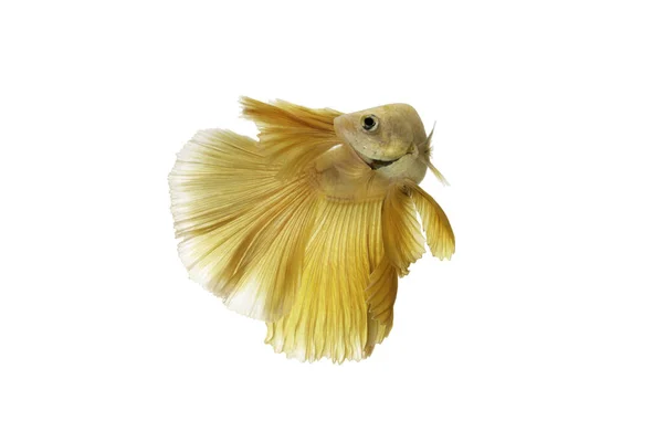 과싸우는 물고기 파란스 Halfmoon Gold Dragon Betta 바탕에 고립되어 지느러미와 — 스톡 사진