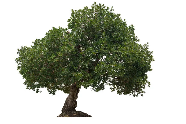 Schnittbaum Zur Verwendung Als Rohmaterial Für Die Bearbeitung Von Arbeiten — Stockfoto