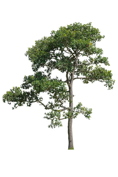 Κομμένο Δέντρο Για Χρήση Πρώτη Ύλη Για Επεξεργασία Απομονωμένο Όμορφο — Φωτογραφία Αρχείου