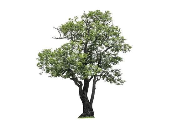 Cutout Träd För Användning Som Råvara För Redigering Arbete Isolerad — Stockfoto