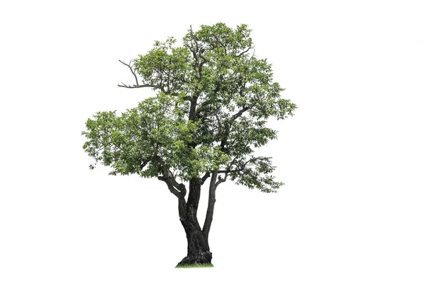 Árbol Recorte Para Uso Como Materia Prima Para Trabajos Edición — Foto de Stock