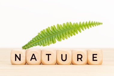 Doğa konsepti. Üzerinde yazı ve yeşil yaprak olan tahta bloklar. Boşluğu kopyala