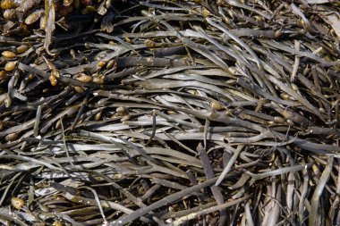 Deniz yosunları. Atlantik Okyanusu yosunu. Galiçya, İspanya