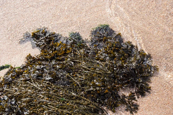 Algas Lado Praia Algas Oceano Atlântico Galiza Espanha — Fotografia de Stock