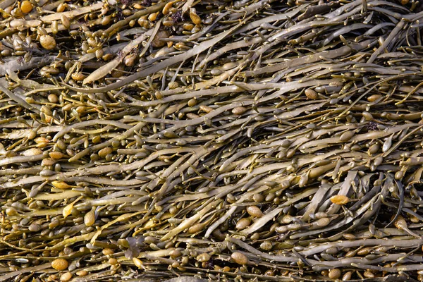 Bexiga Wrack Fundo Alga Exterior Foda Vesiculoso — Fotografia de Stock