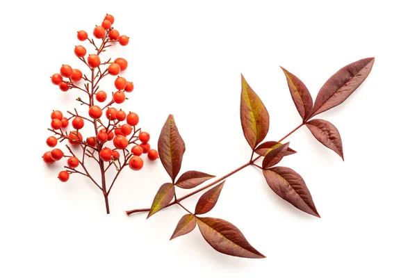 Nandina Domestica Aislada Sobre Fondo Blanco Bambú Celestial Con Hermosas — Foto de Stock