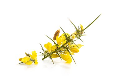 Beyaz arka planda taze sarı Gorse çiçekleri var. Ulex europaeus