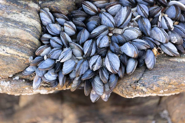 Group Wild Mussels Rock Growing Naturally Beach Rock Low Tide — Stock Photo, Image