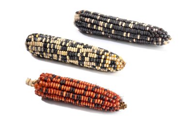 Beyaz arka planda izole edilmiş mısır koçanları. Çiğ mısır