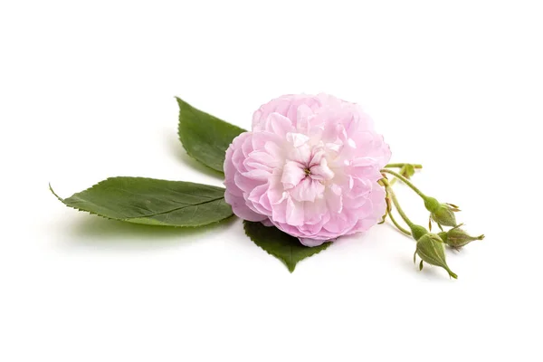로즈꽃은 배경에 고립되어 Rosa Chinensis — 스톡 사진