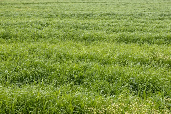 Herbe Verte Champ Agricole Par Une Journée Ensoleillée Pâturages Pour — Photo