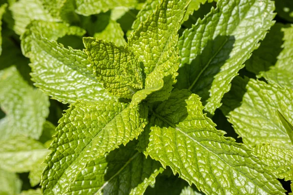 Feuilles Menthe Fraîche Sur Fond Extérieur Mentha Spicata — Photo