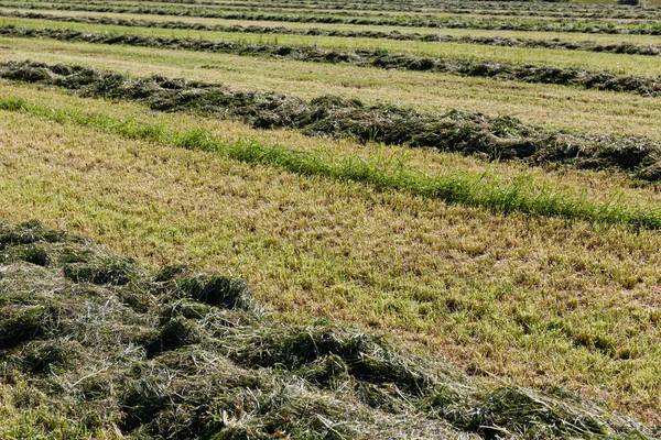 Auf Dem Landwirtschaftlichen Feld Wimmelt Von Frisch Gemähtem Grünen Gras — Stockfoto