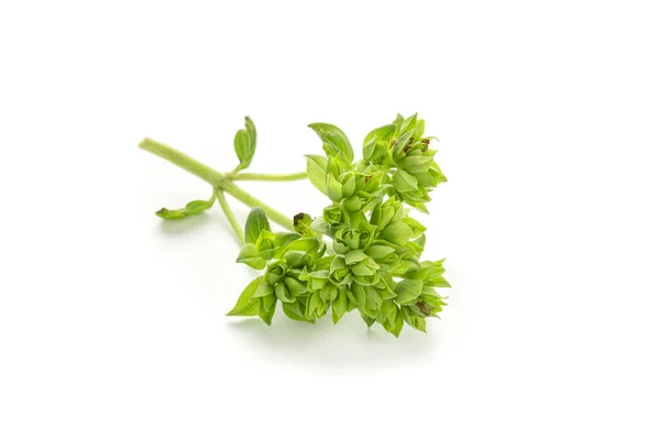 Hojas Orégano Verde Fresco Aisladas Sobre Fondo Blanco Origanum Vulgare —  Fotos de Stock