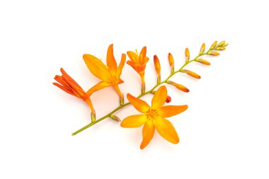 Crocosmia crocosmiiflora flower in fully bloom isolated on white background