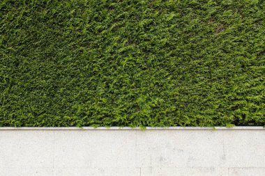 Granite stone fence with green thuja plants. Abstract architecture background. Copy space