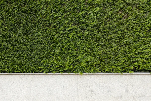 花岗岩石墙与绿色Thuja植物 摘要建筑背景 复制空间 — 图库照片