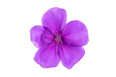 Tibouchina çiçeği beyaz arka planda soyutlanmış. Tibouchina urvilleana
