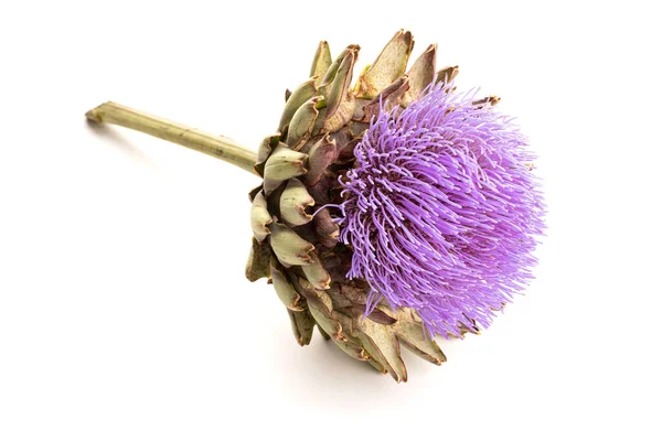 Flor Alcachofra Isolada Sobre Fundo Branco Cynara Scolymus — Fotografia de Stock