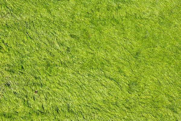 Abstract Green Algae Background Texture — Stock Photo, Image