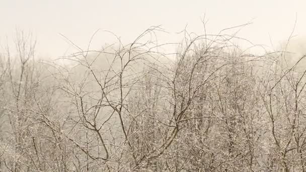 Hó-flurry, a háttérben a fák — Stock videók