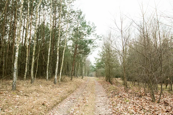 El camino en el bosque —  Fotos de Stock