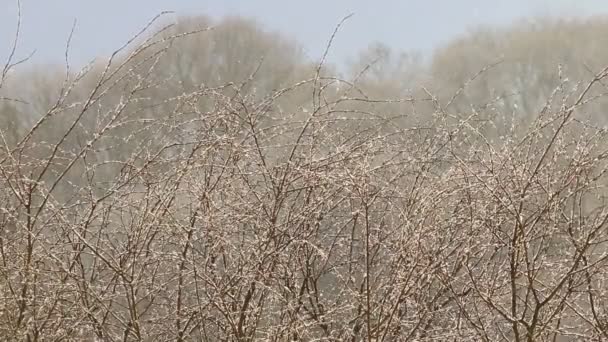 Verter nieve - tormenta de nieve — Vídeos de Stock