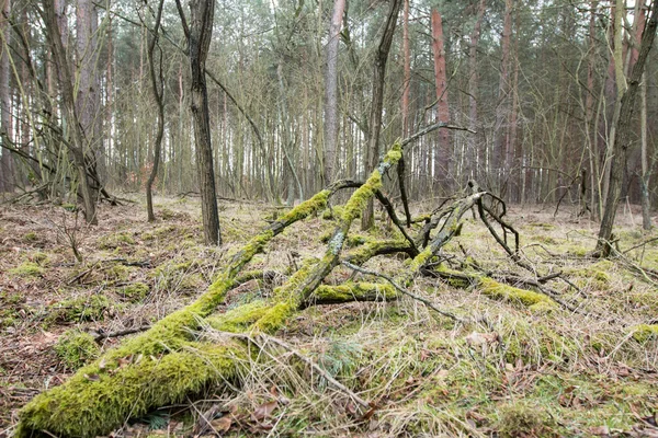 Stare drzewa w lesie — Zdjęcie stockowe