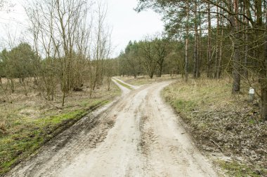 Ormanın içinden geçen yol.