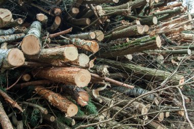 Caymak sonra ormandaki ağaçları kesmek