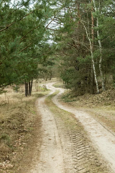 La route à travers la forêt — Photo