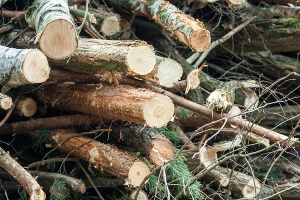 Cortar árvores na floresta após Scince — Fotografia de Stock
