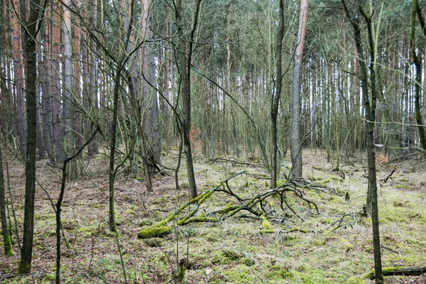 Старое сломанное дерево в лесу — стоковое фото