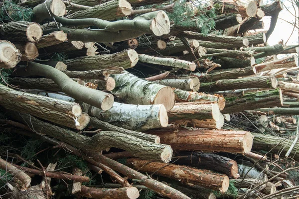 Cut trees in the forest after Scince — Stock Photo, Image